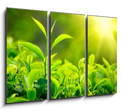 Obraz 3D tdln - 105 x 70 cm F_BB30841113 - Tea bud and leaves