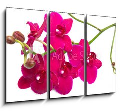 Obraz 3D tdln - 105 x 70 cm F_BB30847359 - orchidea su sfondo bianco