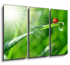 Obraz 3D tdln - 105 x 70 cm F_BB30860001 - fresh morning dew and ladybird