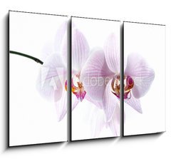 Obraz 3D tdln - 105 x 70 cm F_BB30876639 - pink spotted  orchids isolated on white background
