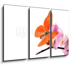 Obraz 3D tdln - 105 x 70 cm F_BB31050009 - Butterfly Appias zarinda zarinda perspicua isolated on white