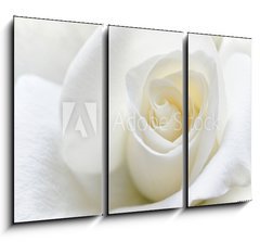 Obraz 3D tdln - 105 x 70 cm F_BB31158130 - Soft white rose