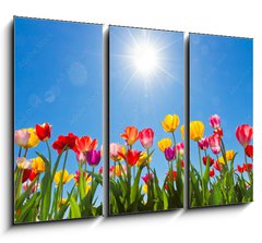 Obraz 3D tdln - 105 x 70 cm F_BB31333343 - Tulips in the sun