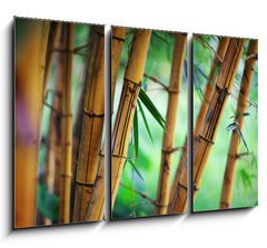 Obraz   Bamboo forest background, 105 x 70 cm