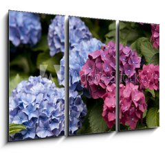 Obraz 3D tdln - 105 x 70 cm F_BB31577329 - Bl hende Hortensie - Blondnka Hortensie