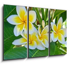 Obraz 3D tdln - 105 x 70 cm F_BB31591556 - frangipanier