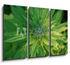 Obraz 3D tdln - 105 x 70 cm F_BB31679944 - close up of a marijuana plant bud