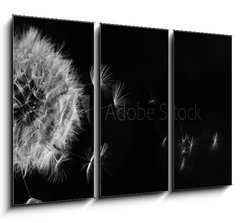 Obraz 3D tdln - 105 x 70 cm F_BB317106413 - White dandelion on blue