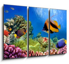 Obraz 3D tdln - 105 x 70 cm F_BB31880549 - Marine life on the coral reef