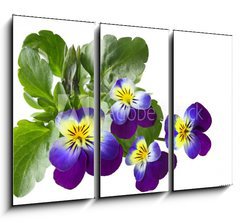 Obraz 3D tdln - 105 x 70 cm F_BB31960415 - Pansy