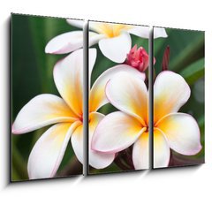 Obraz 3D tdln - 105 x 70 cm F_BB32139814 - fleurs de frangipanier