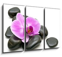 Obraz   Pink orchid and zen Stones on a white background, 105 x 70 cm