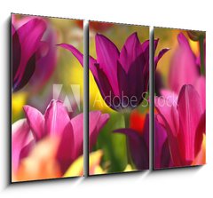 Obraz 3D tdln - 105 x 70 cm F_BB32429216 - Spring beauty