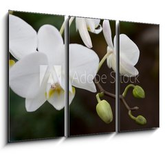 Obraz 3D tdln - 105 x 70 cm F_BB3245135 - phalaenopsis