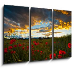 Obraz 3D tdln - 105 x 70 cm F_BB32699667 - Poppy Field