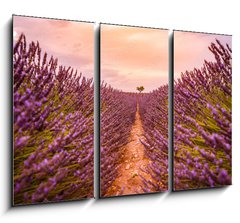 Obraz 3D tdln - 105 x 70 cm F_BB328521401 - Dramatic sunset landscape. Tree in lavender field at sunset in Provence, France