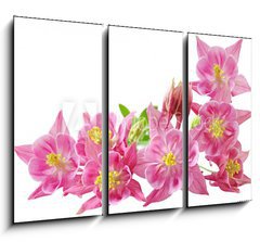 Obraz   Aquilegia Vulgaris Columbine, 105 x 70 cm