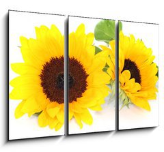 Obraz 3D tdln - 105 x 70 cm F_BB33524592 - Sonnenblumen