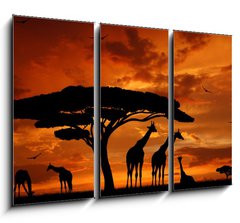 Obraz 3D tdln - 105 x 70 cm F_BB33526159 - herd of giraffes in the setting sun