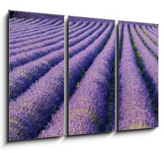 Obraz 3D tdln - 105 x 70 cm F_BB33554342 - Champs de lavande