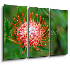 Obraz 3D tdln - 105 x 70 cm F_BB33831777 - PIncushion protea pink and orange