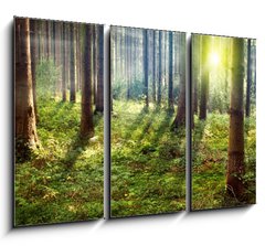 Obraz 3D tdln - 105 x 70 cm F_BB33862548 - Forest Sunset