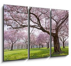 Obraz 3D tdln - 105 x 70 cm F_BB34040343 - Sakura