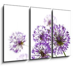 Obraz 3D tdln - 105 x 70 cm F_BB34117562 - Beautiful Allium / abstract  on white
