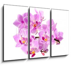 Obraz 3D tdln - 105 x 70 cm F_BB34344158 - red orchid - erven orchidej