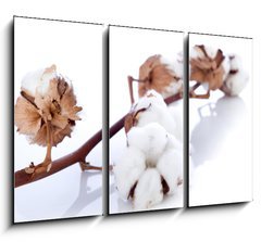 Obraz   cotton flower over branch, 105 x 70 cm