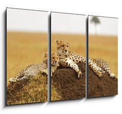 Obraz 3D tdln - 105 x 70 cm F_BB34598898 - Cheetahs on the Masai Mara in Southwestern Kenya - Gepardy na Masai Mara v jihozpadn Keni