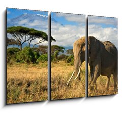 Obraz 3D tdln - 105 x 70 cm F_BB34914447 - Lone elephant in front of Mt. Kilimanjaro