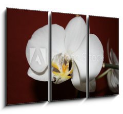 Obraz 3D tdln - 105 x 70 cm F_BB3521109 - orchidee