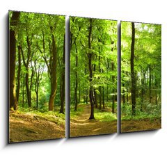 Obraz   Waldweg im Sommer, 105 x 70 cm