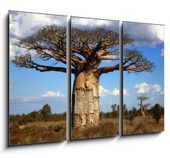 Obraz 3D tdln - 105 x 70 cm F_BB35346774 - big baobab tree of Madagascar