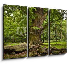 Obraz 3D tdln - 105 x 70 cm F_BB35462578 - alte Eiche