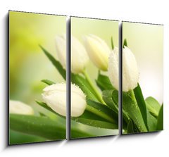 Obraz 3D tdln - 105 x 70 cm F_BB35516488 - tulip - tulipn