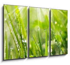 Obraz 3D tdln - 105 x 70 cm F_BB35733159 - Morning Dew
