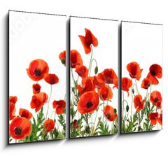 Obraz 3D tdln - 105 x 70 cm F_BB357867320 - Beautiful red poppy flowers on white background. Banner design - Krsn erven kvty mku na blm pozad. Banner design