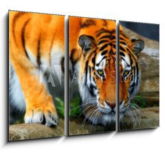 Obraz 3D tdln - 105 x 70 cm F_BB35795097 - tiger