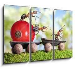 Obraz   ants deliver red currant with trailer of sunflower seeds, 105 x 70 cm