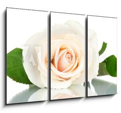 Obraz 3D tdln - 105 x 70 cm F_BB36655537 - Cream rose with leaves isolated on white - Cream rose s listy izolovanch na blm