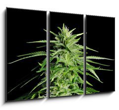 Obraz 3D tdln - 105 x 70 cm F_BB36911963 - Potent Medical Marijuana Plant - Siln lkask marihuana rostlina