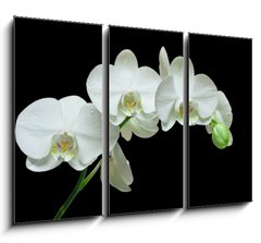 Obraz 3D tdln - 105 x 70 cm F_BB36934594 - White orchid on black background
