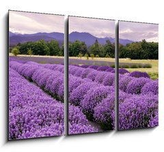 Obraz   Lavender Farm in Sequim, Washington, USA, 105 x 70 cm