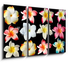 Obraz   fleurs frangipanier fond noir, 105 x 70 cm