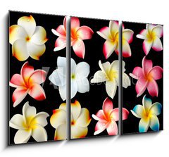 Obraz 3D tdln - 105 x 70 cm F_BB37691751 - fleurs frangipanier fond noir