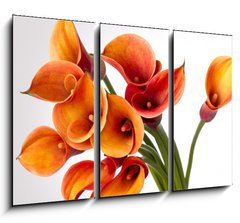 Obraz   Orange Calla lilies(Zantedeschia) over white, 105 x 70 cm