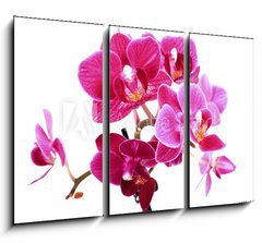 Obraz 3D tdln - 105 x 70 cm F_BB37945049 - Mini Orchide sur fond blanc