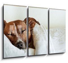 Obraz 3D tdln - 105 x 70 cm F_BB38583425 - dog in bed